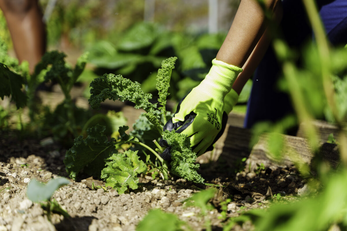 RBC Bahamas voluteers at the community farm on St James Road with ADO